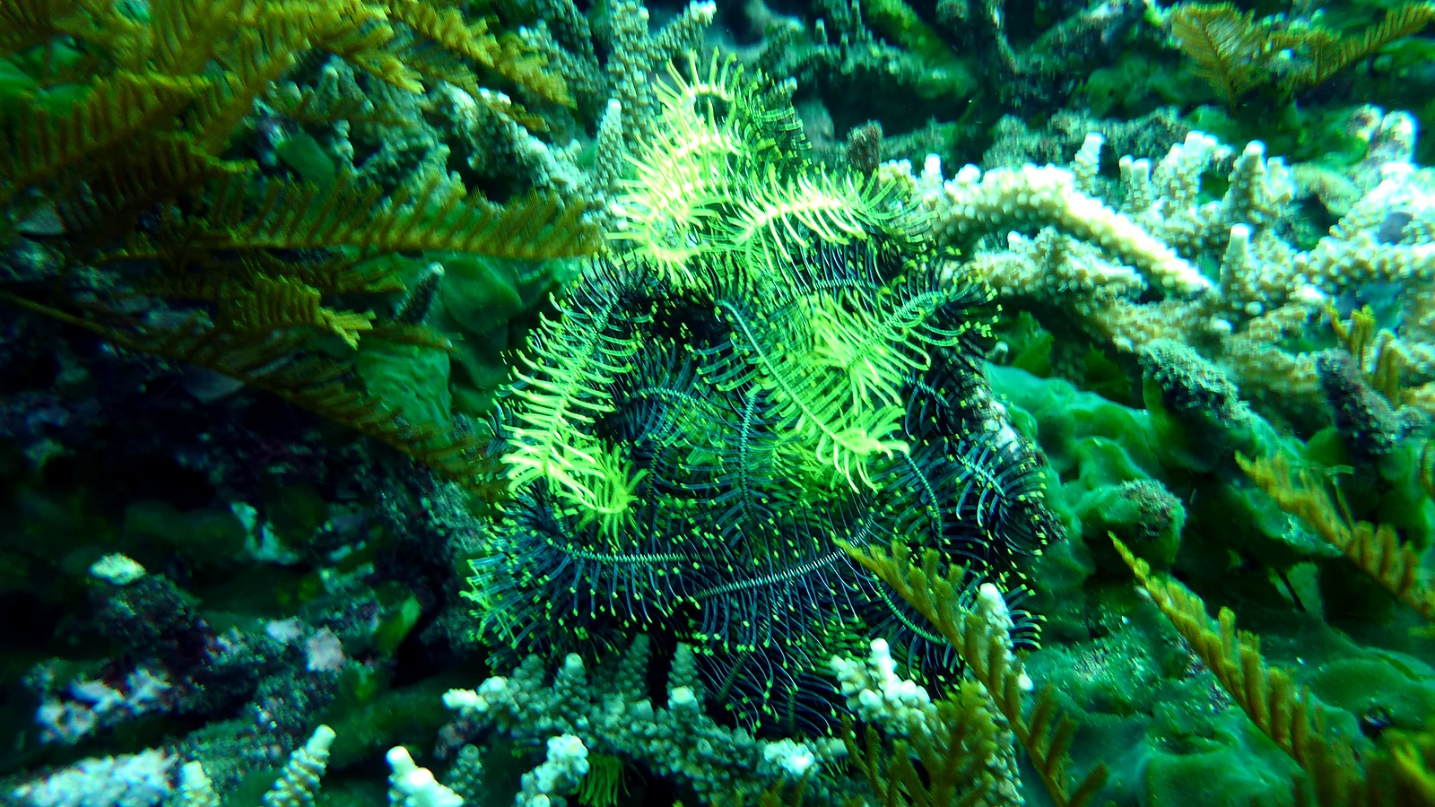 Napoleon Reef: Bali underwater in detail.