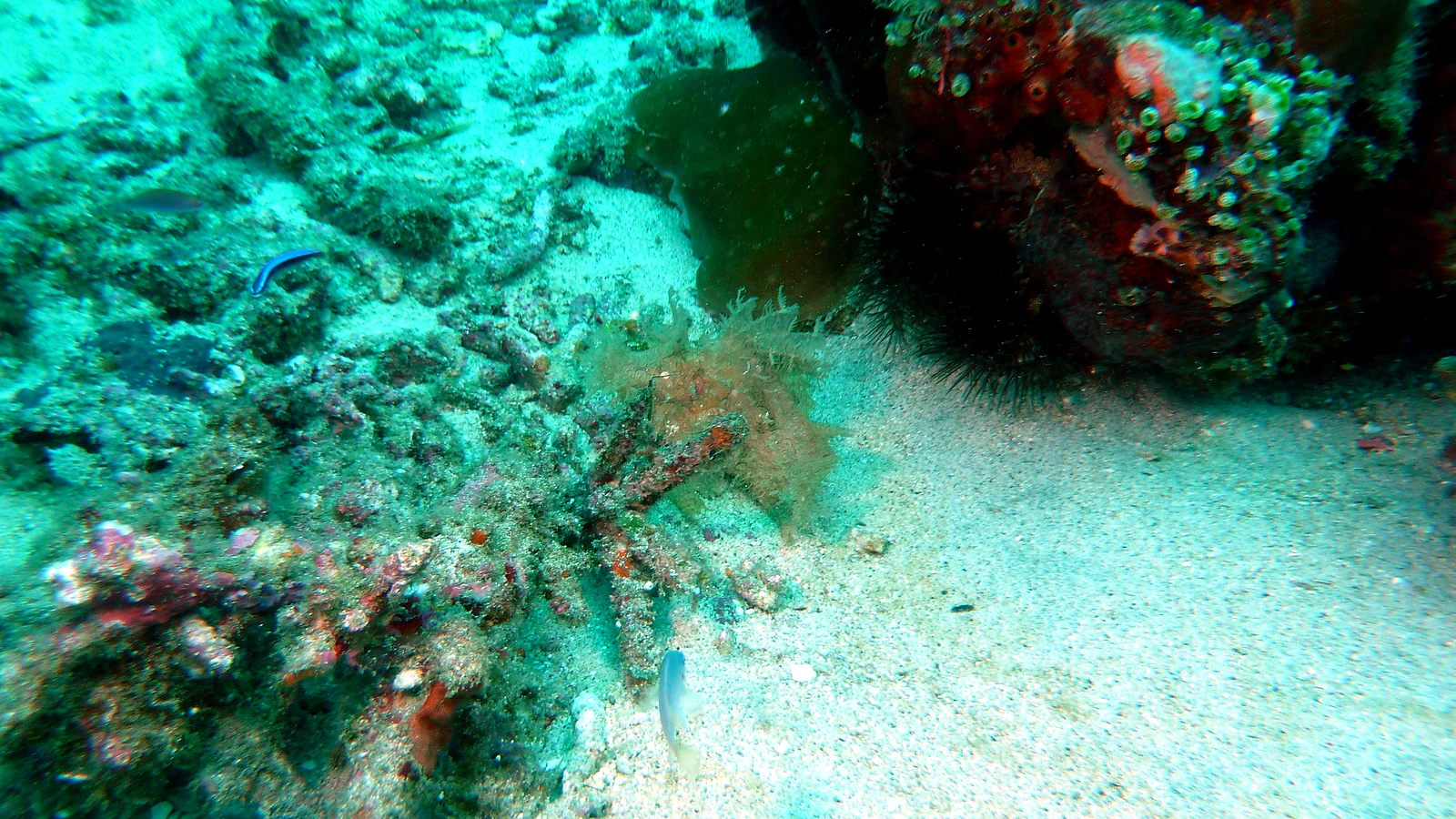 Padang Bai Jetty: Bali underwater in detail.