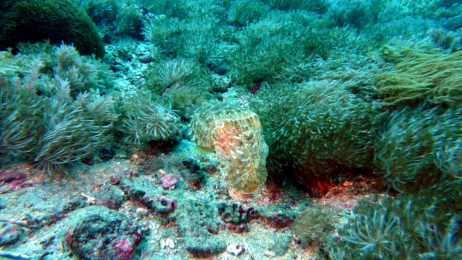 Pemuteran Biorock: Bali underwater in detail.