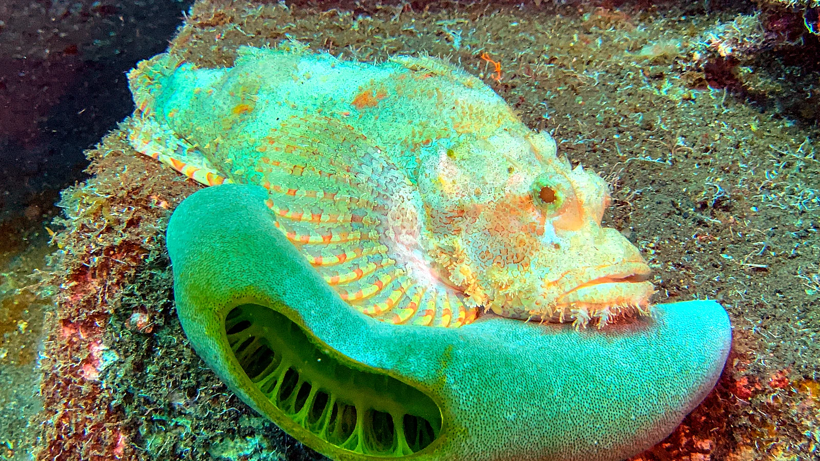 Pemuteran Deep Reef: Bali underwater in detail.