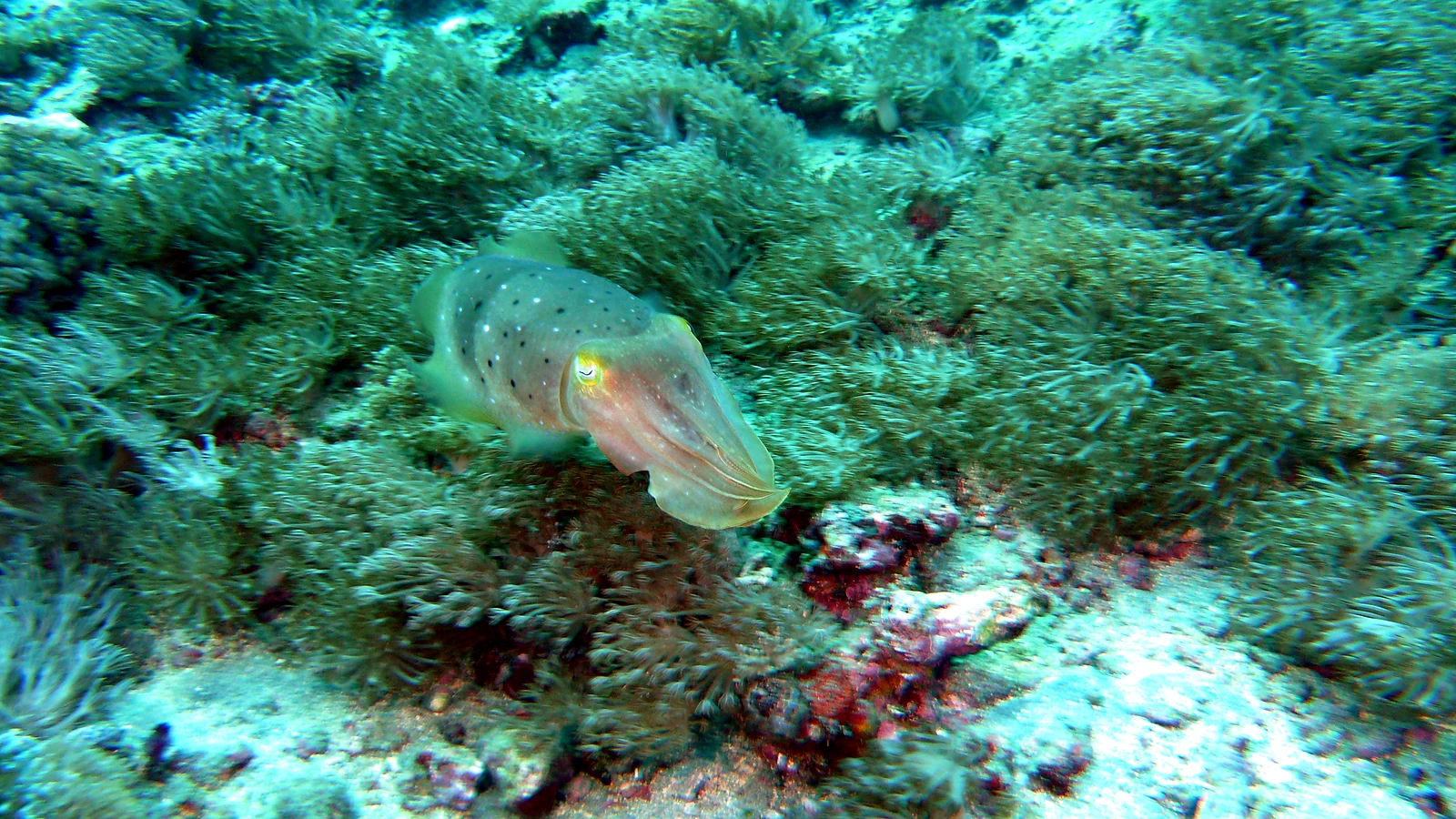 Penjor Reef: Bali underwater in detail.