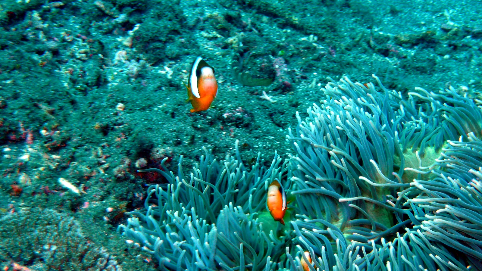Lembongan Pontoon: Bali underwater in detail.