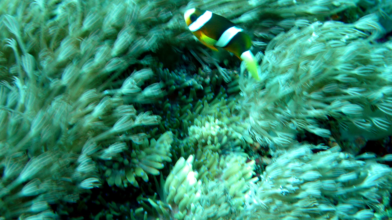 Pura Mas Gading: Bali underwater in detail.