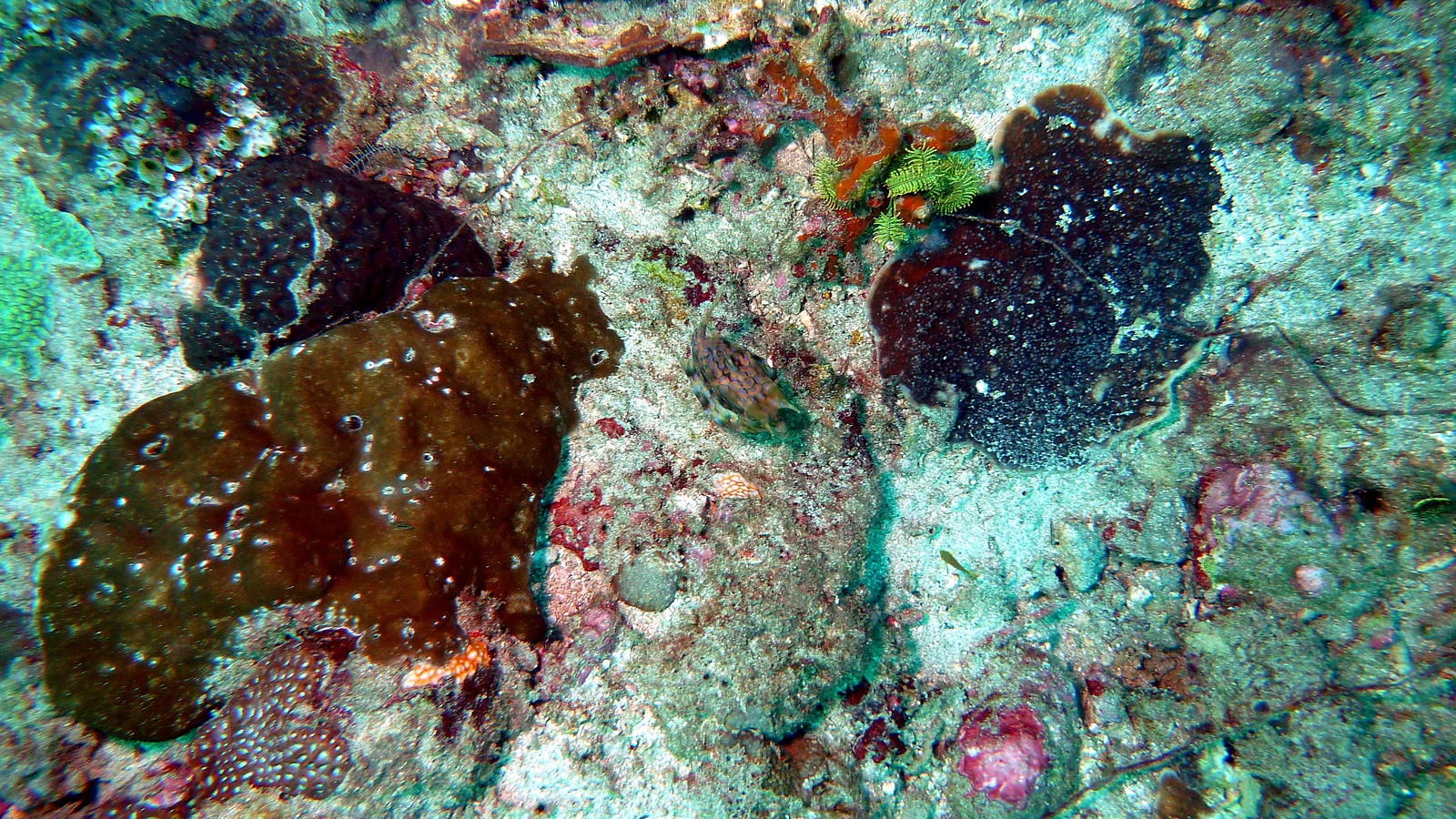 Pura Ped: Bali underwater in detail.