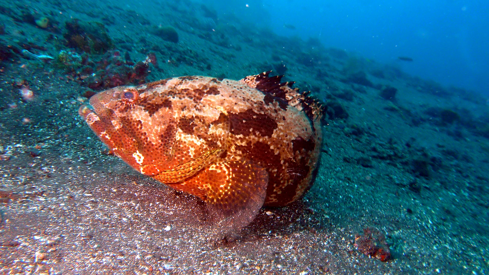 Puri Jati: Bali underwater in detail.