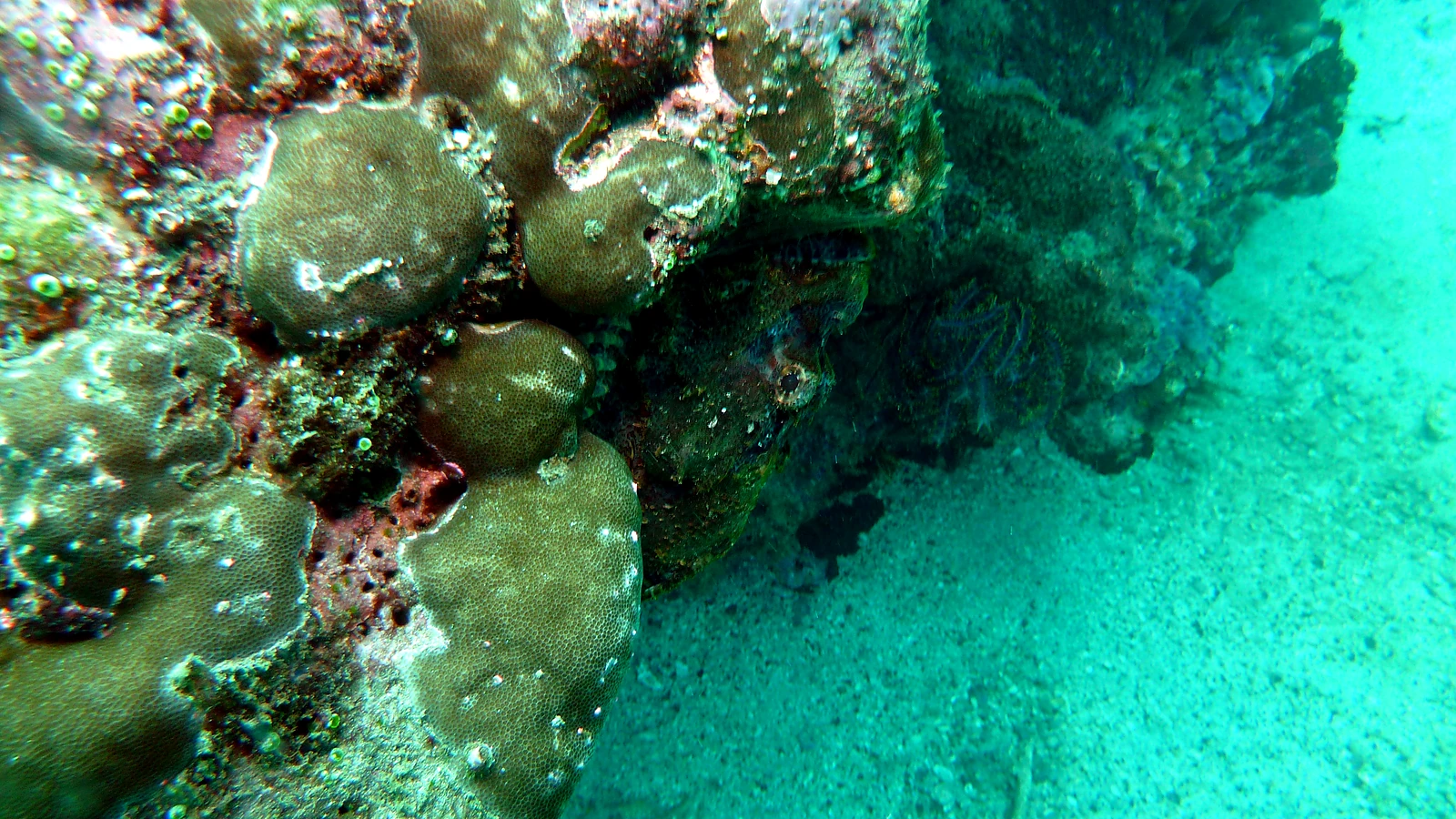 Sampalan: Bali underwater in detail.
