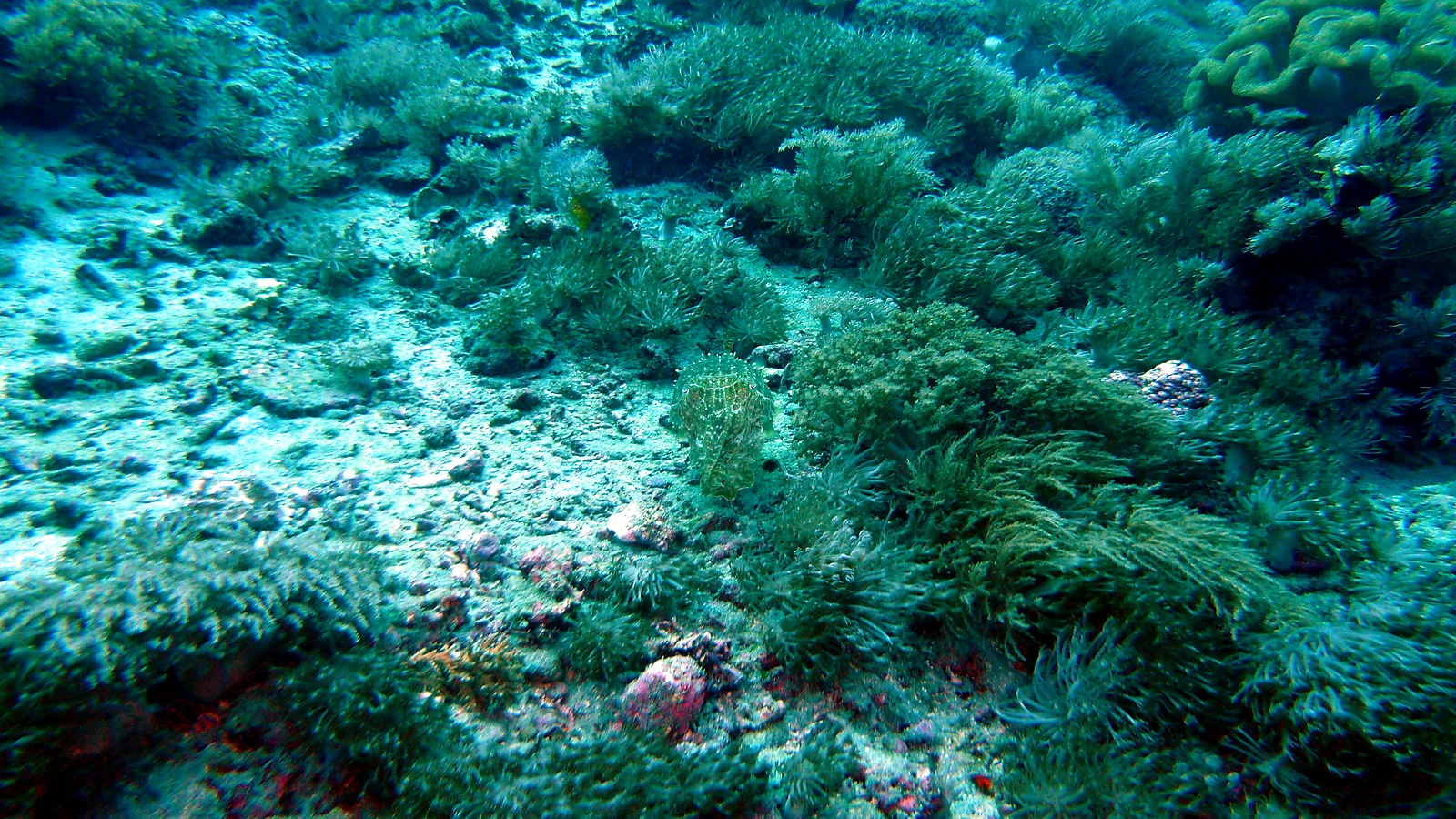 Sanur Channel: Bali underwater in detail.