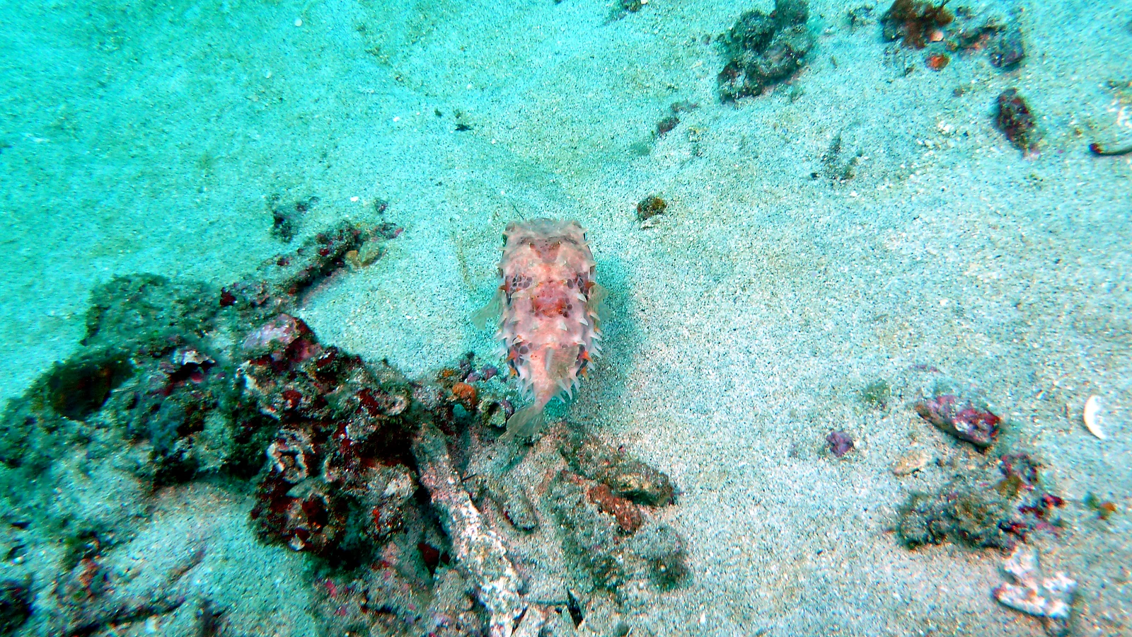 SD Point: Bali underwater in detail.
