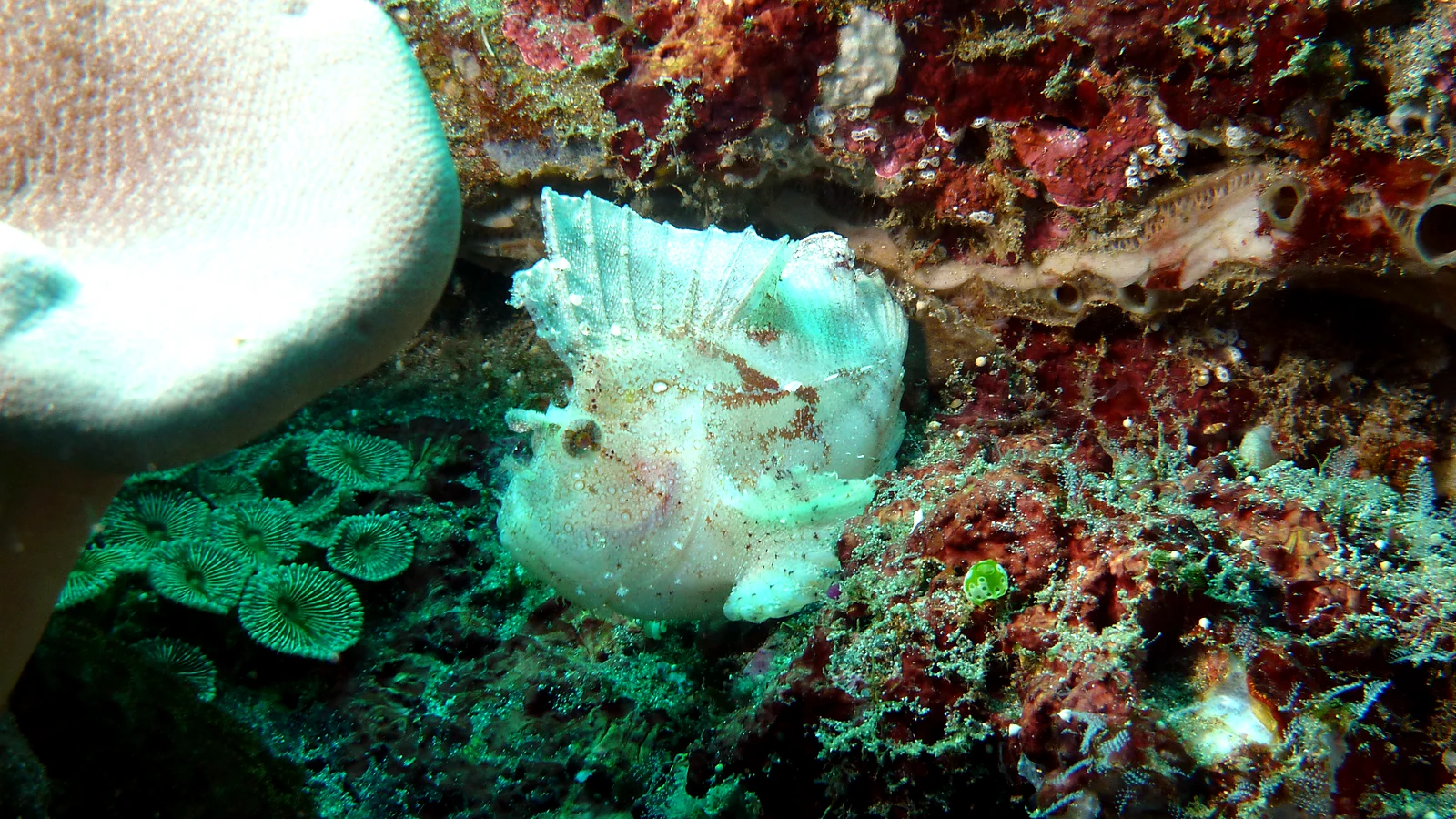 Secret Bay Gilimanuk: Bali underwater in detail.