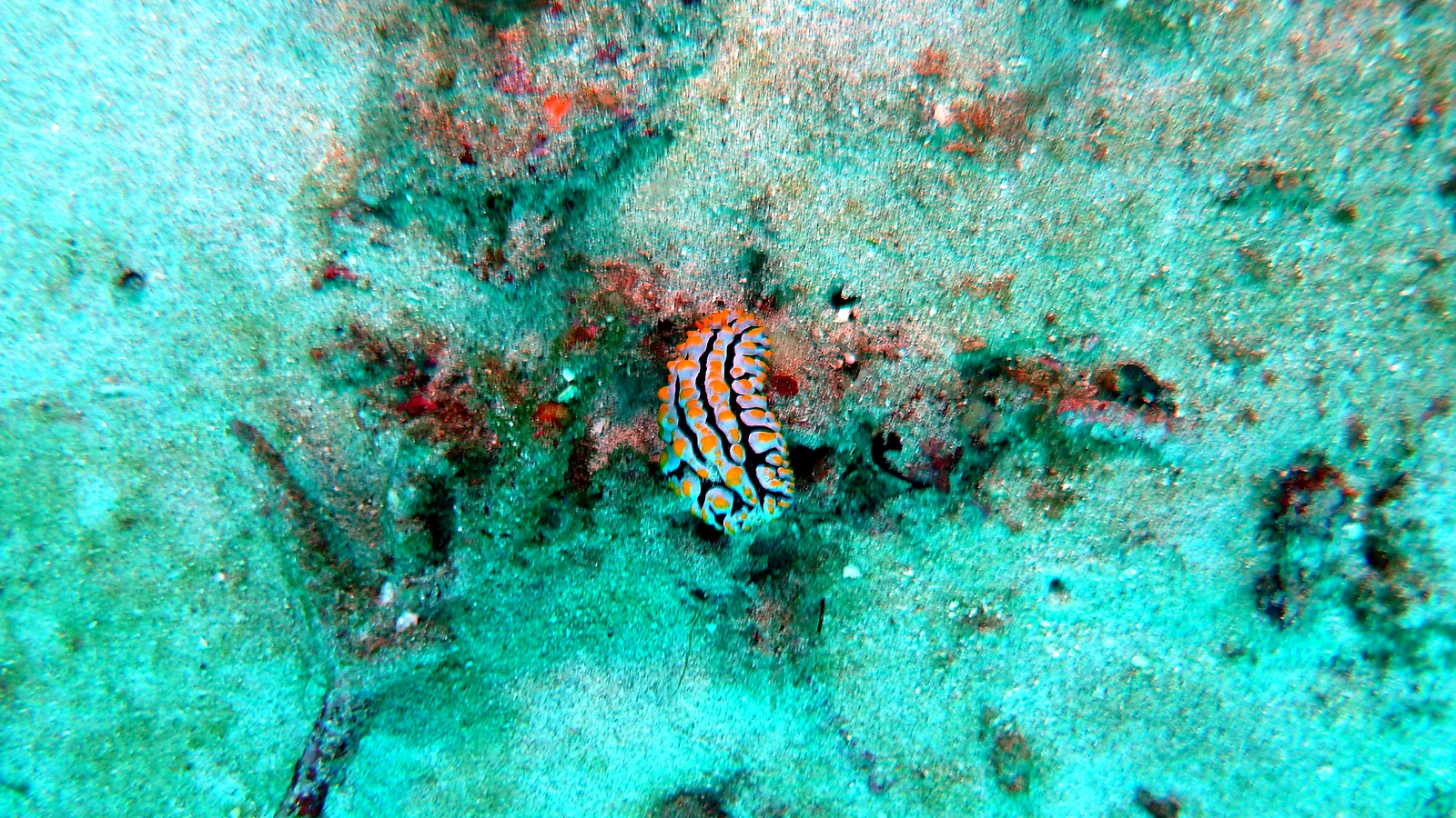 Sental: Bali underwater in detail.