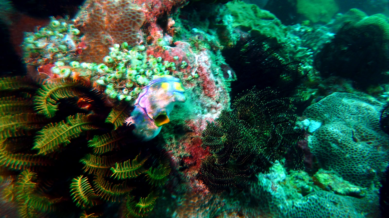 Seraya Secrets: Bali underwater in detail.