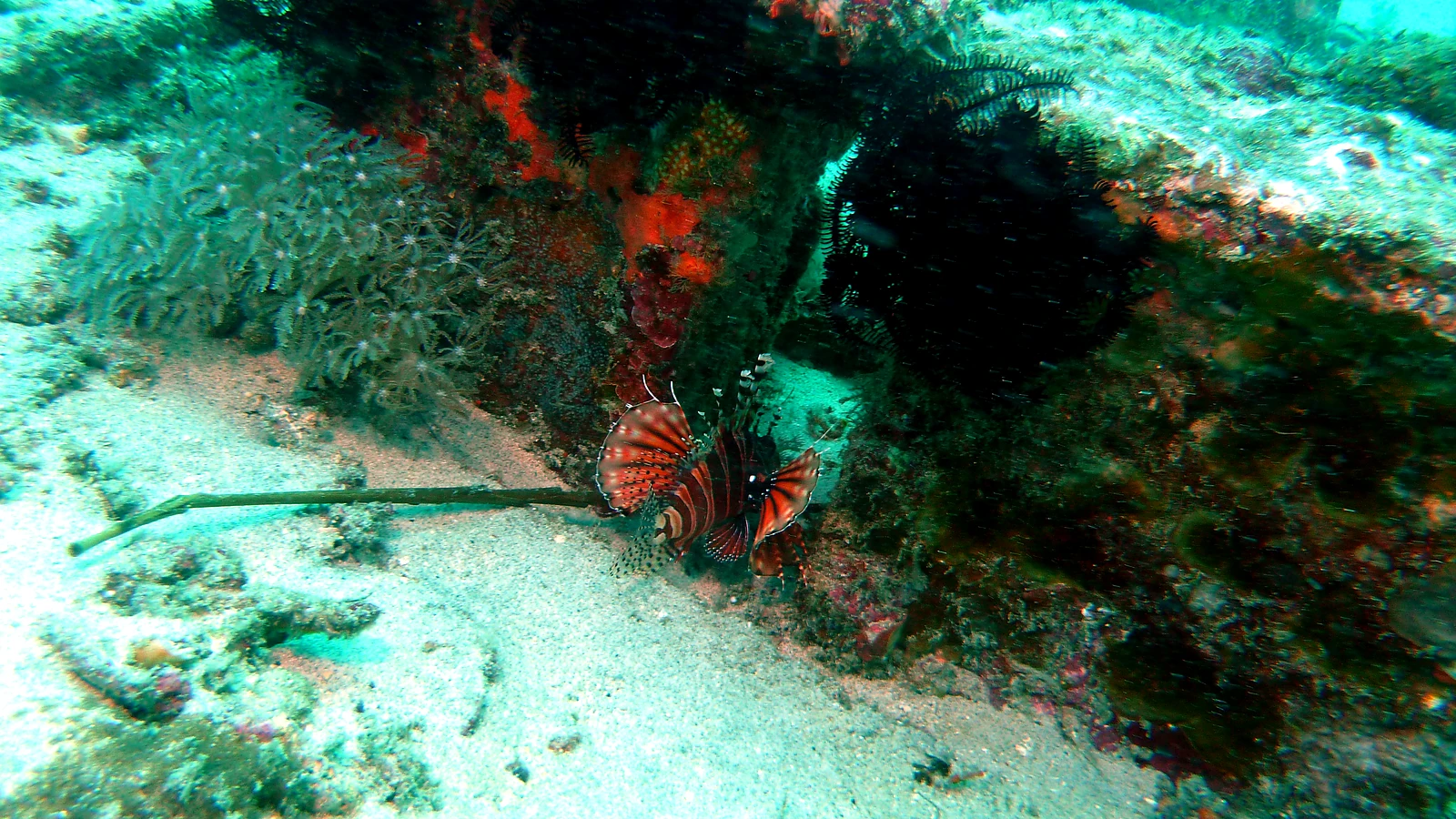 Silayukti Reef: Bali underwater in detail.