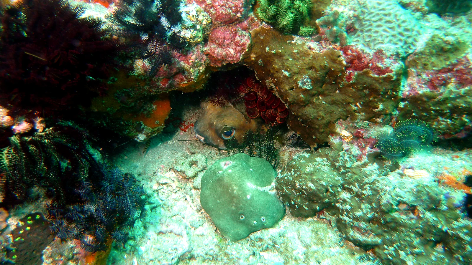 Tanjung Jepun: Bali underwater in detail.