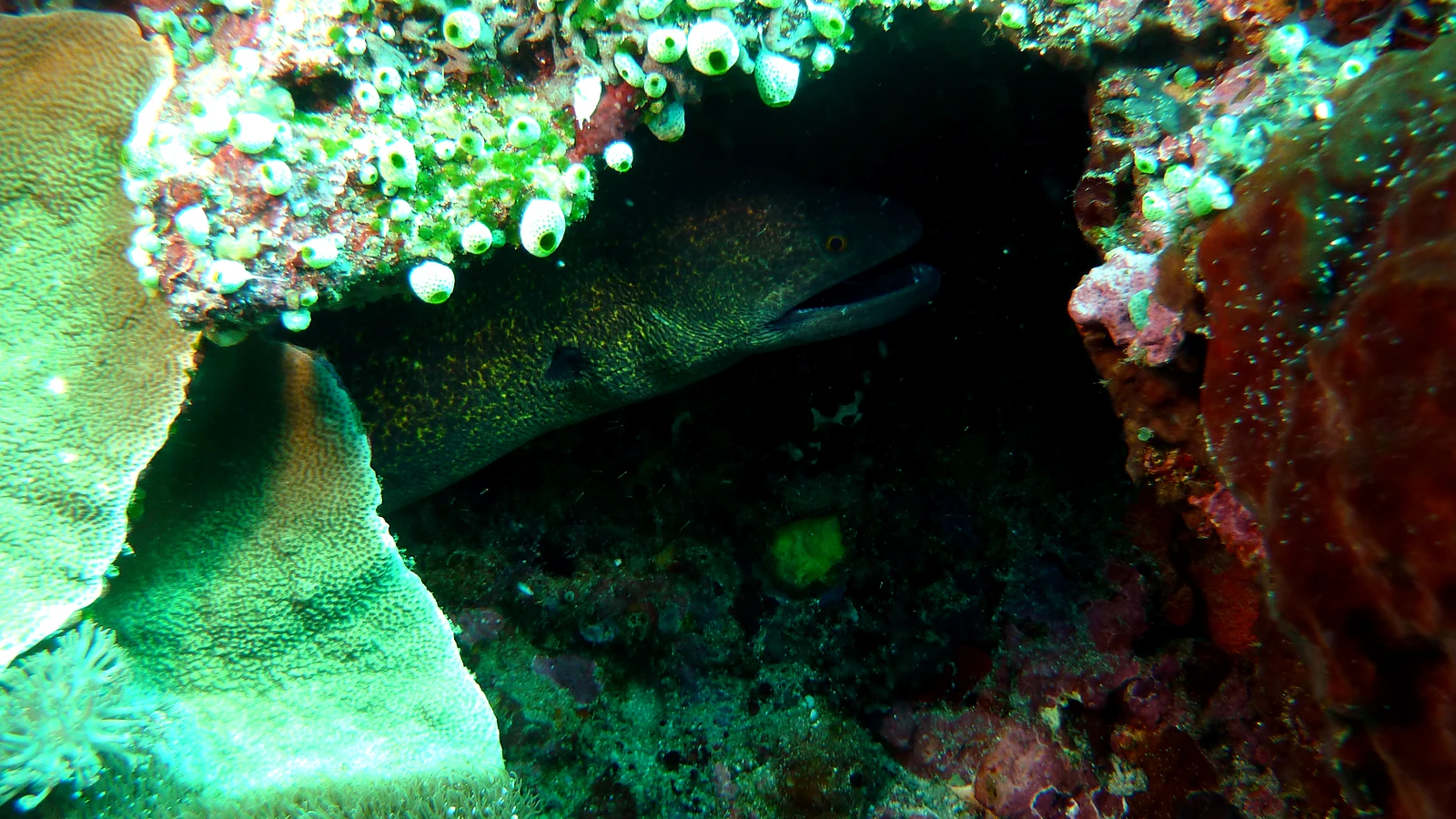 Tanjung Sari: Bali underwater in detail.