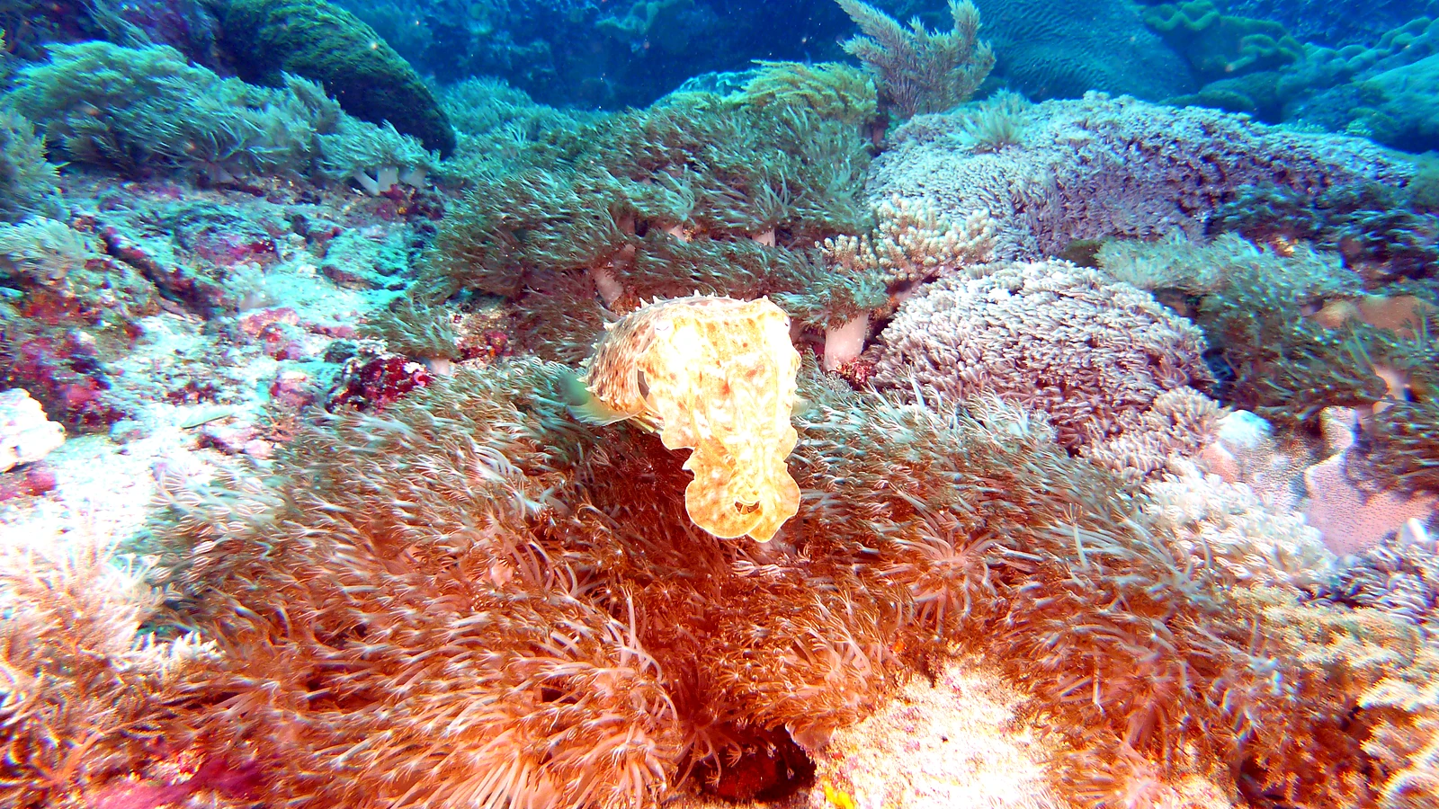 Pemuteran Temple Garden: Bali underwater in detail.