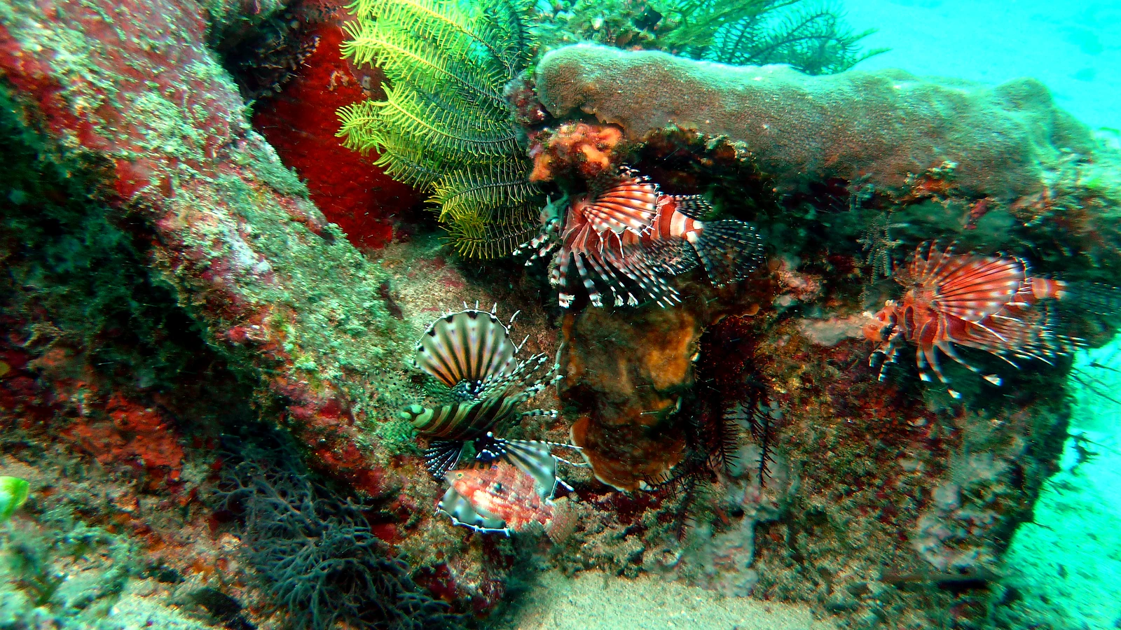 Three Fingers: Bali underwater in detail.