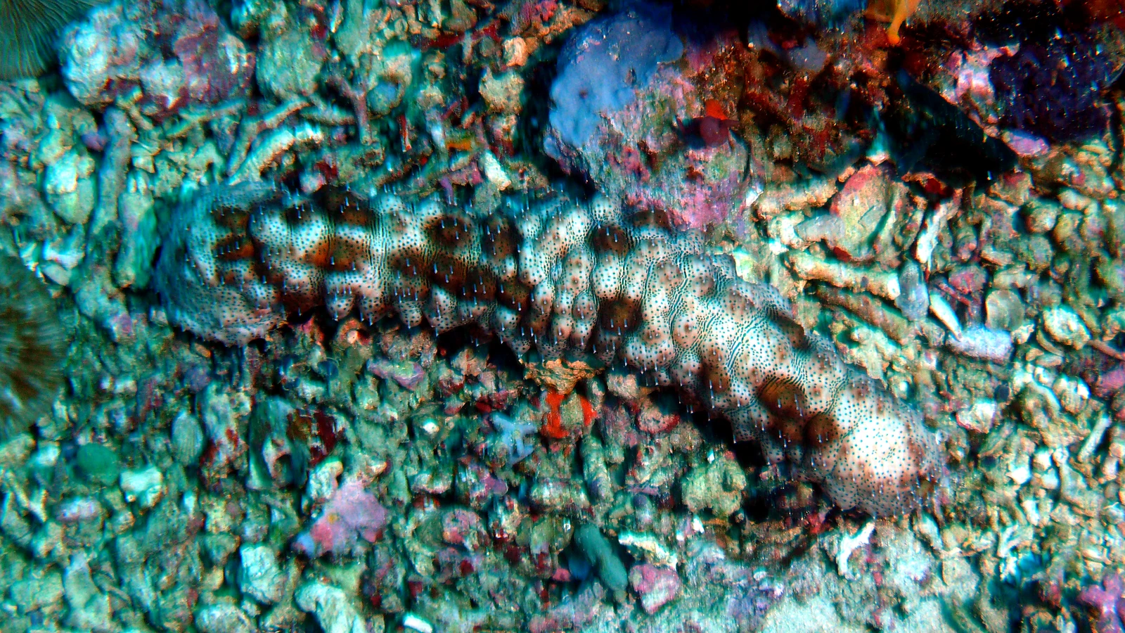 Toyapakeh: Bali underwater in detail.