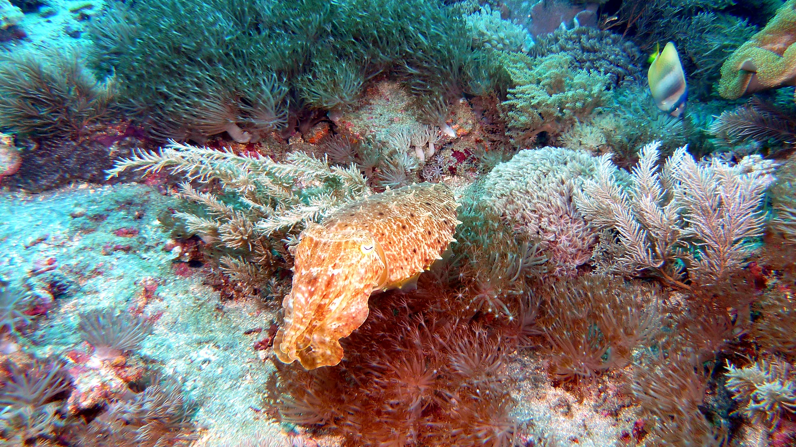 Tulamben Drop-Off: Bali underwater in detail.