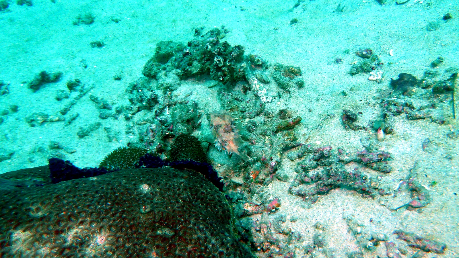 Turtle Neck: Bali underwater in detail.