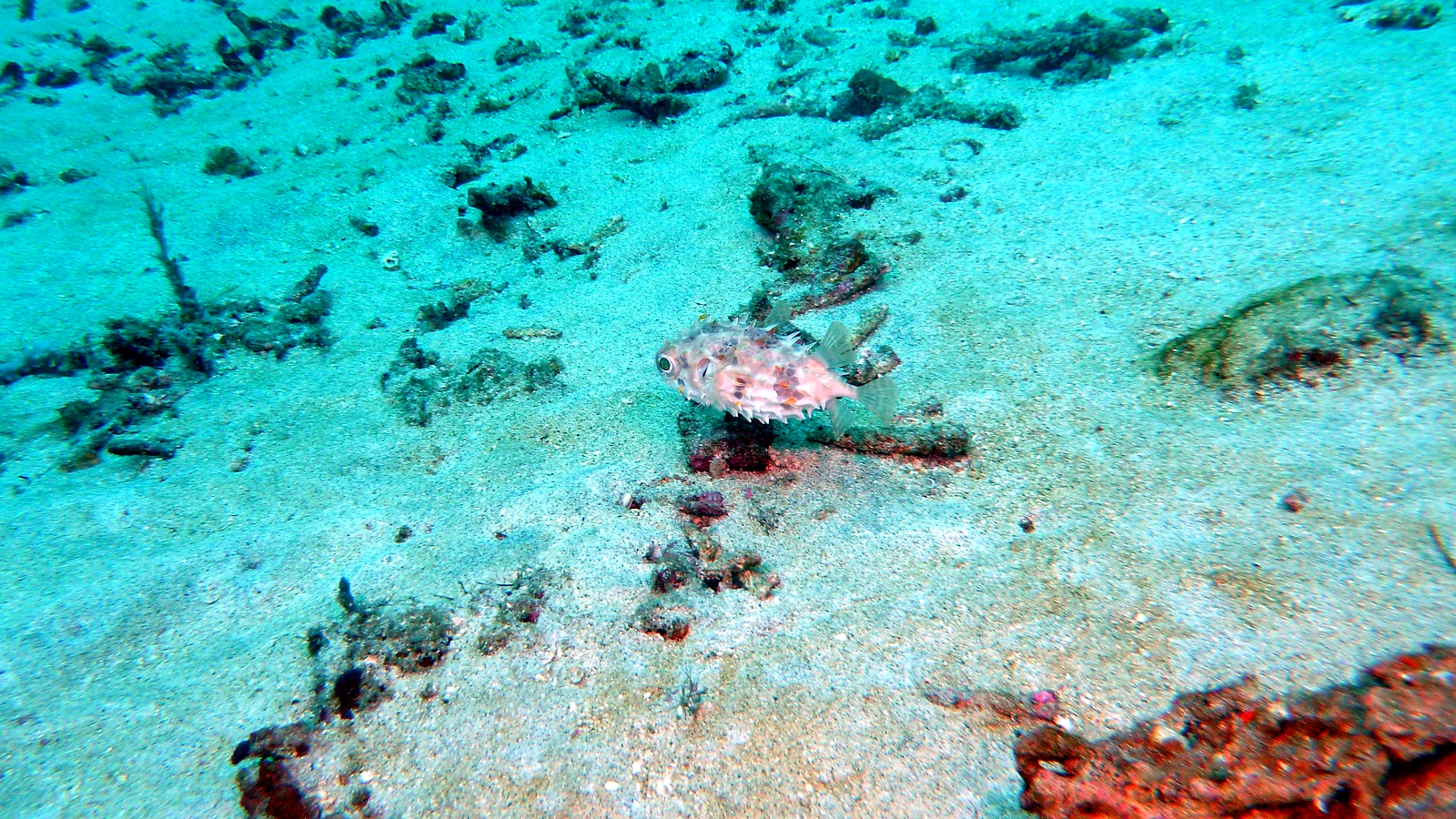 All of Bali. 71 dive sites. Your perfect way in.