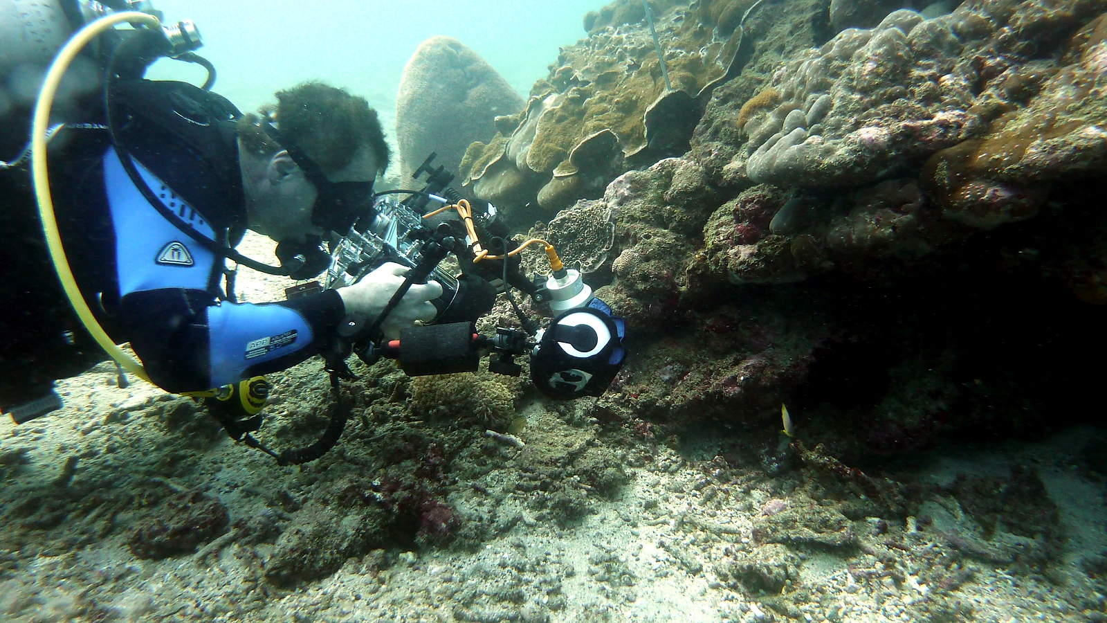 Dive packages with a coherent progression.