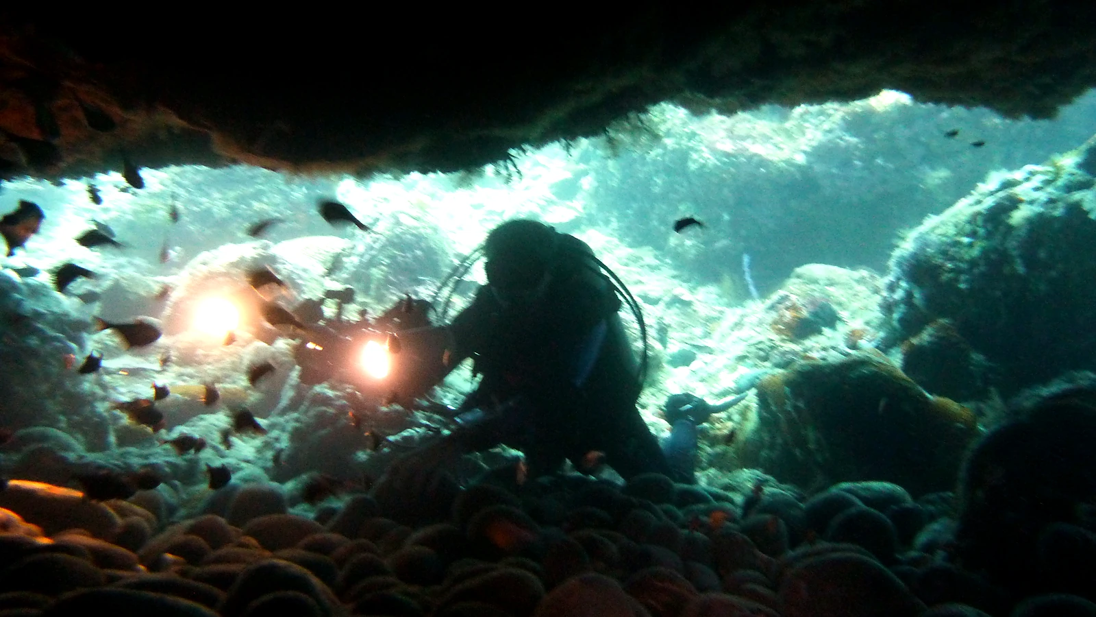 Cover image for the article: PADI Open Water Diver in Bali: The Complete Course Guide
