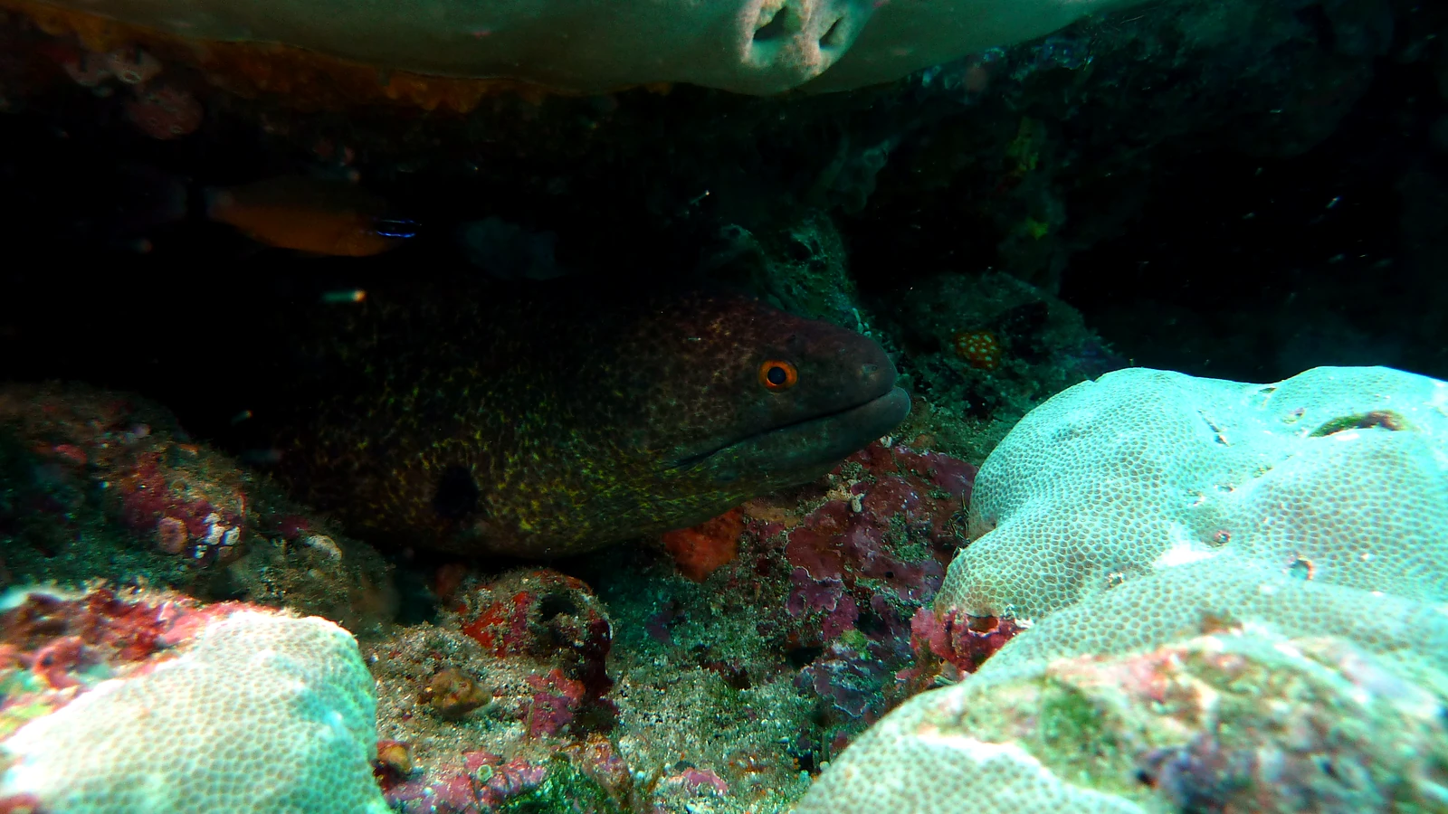 Cover image for the article: Manta Point & Nusa Penida: Safe, Respectful Diving