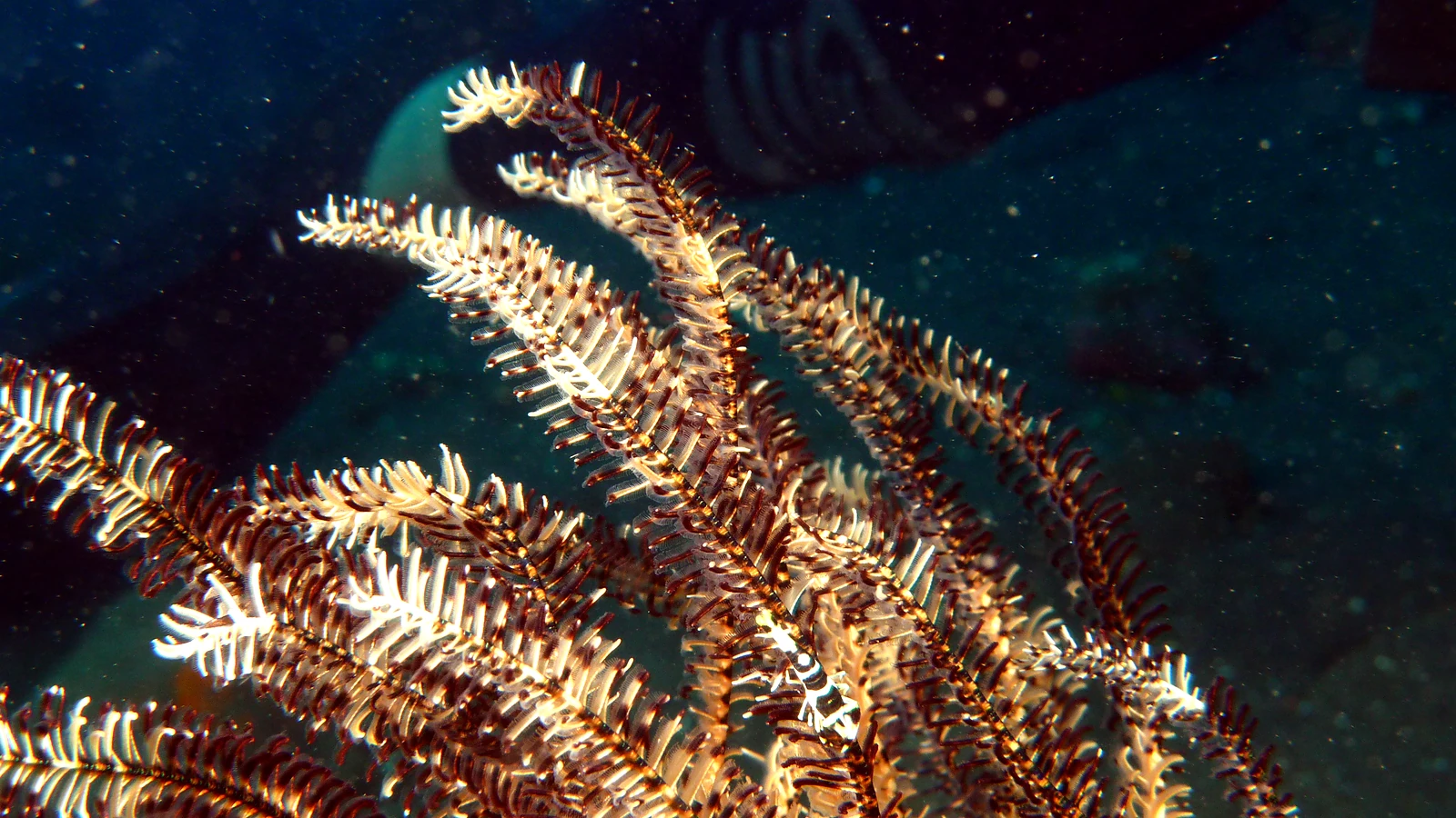 Cover image for the article: Underwater Photography in Bali: Macro, Wide Angle & Respect