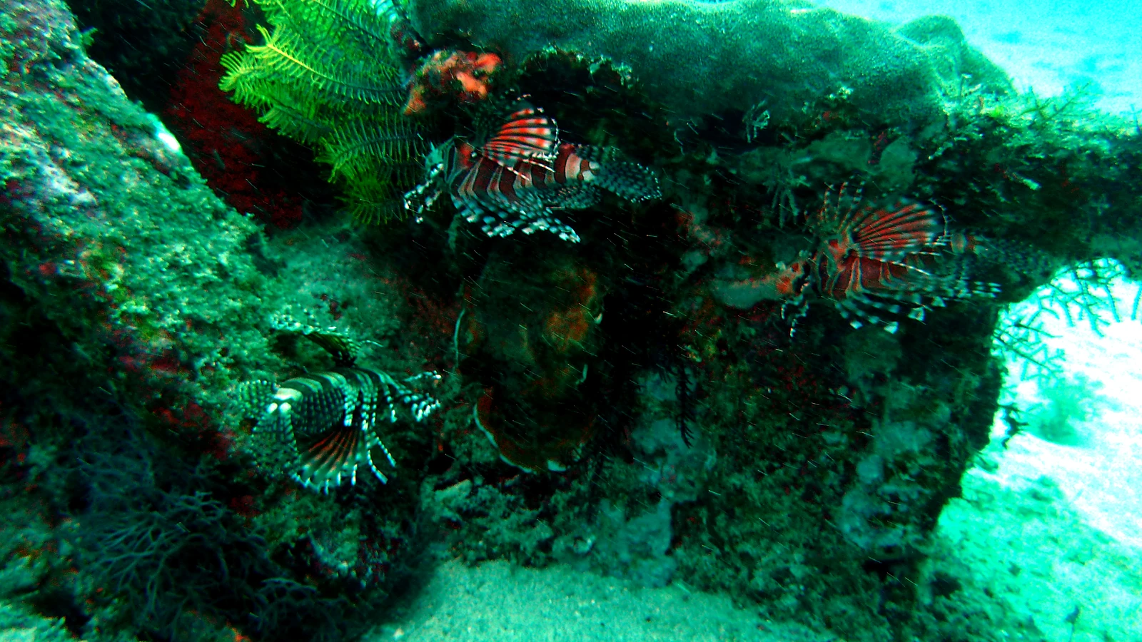 Cover image for the article: Planning a Bali Dive Safari: 7, 10 or 14-Day Routes