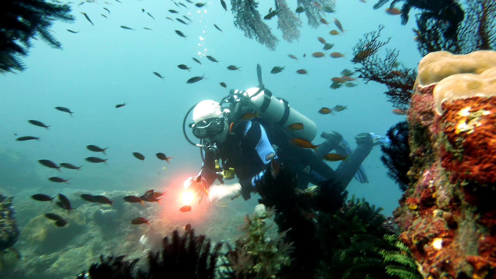 Snorkel among coral and tropical fish.