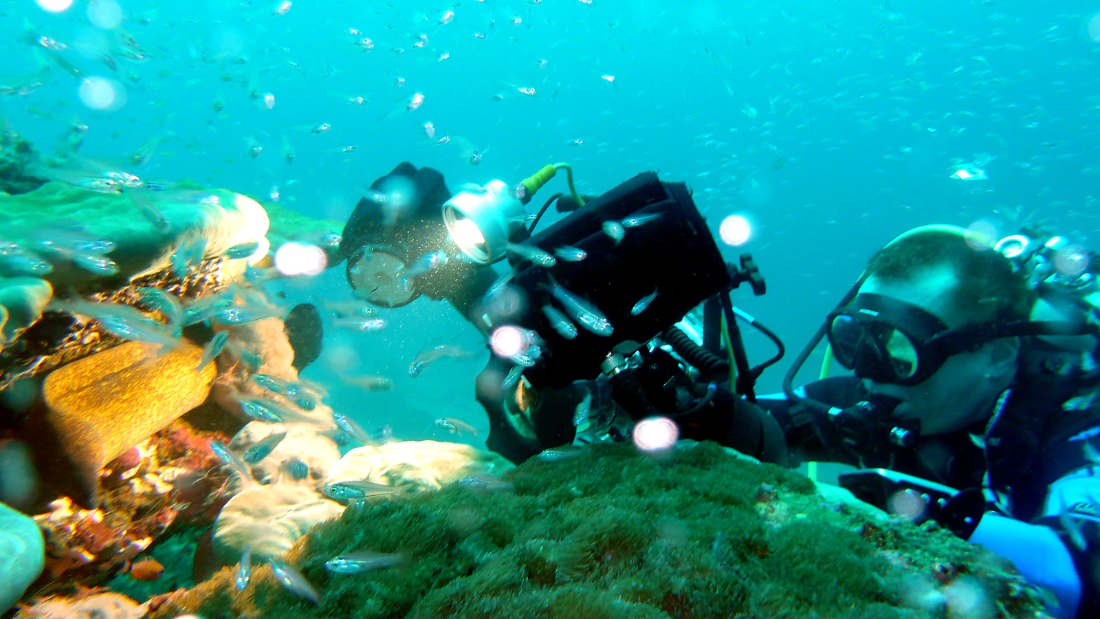 Try scuba diving in Bali.