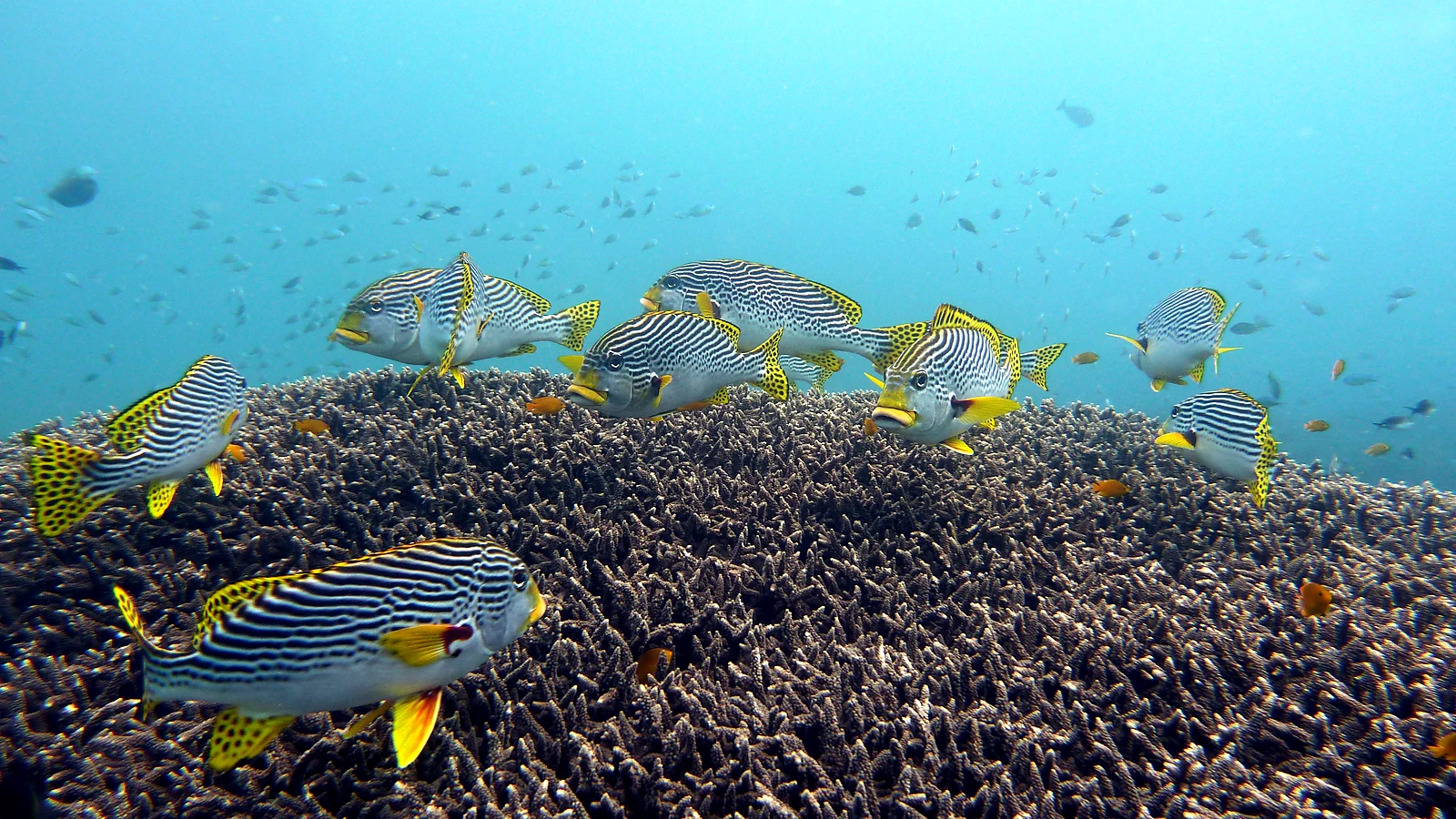 Underwater Photos