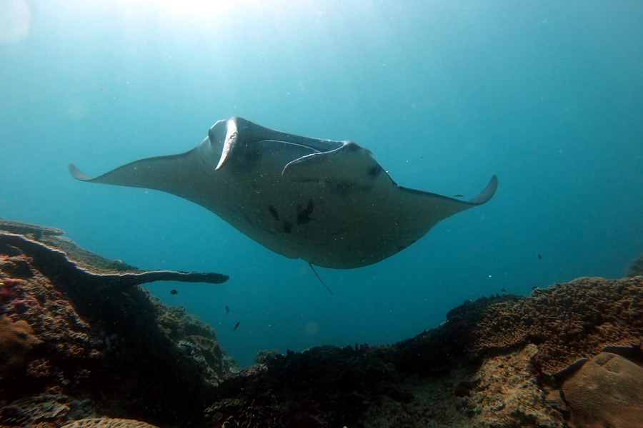 Mantarochen beim Tauchen auf Bali