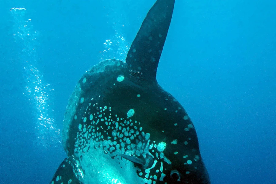 Mola im blauen Wasser vor Bali