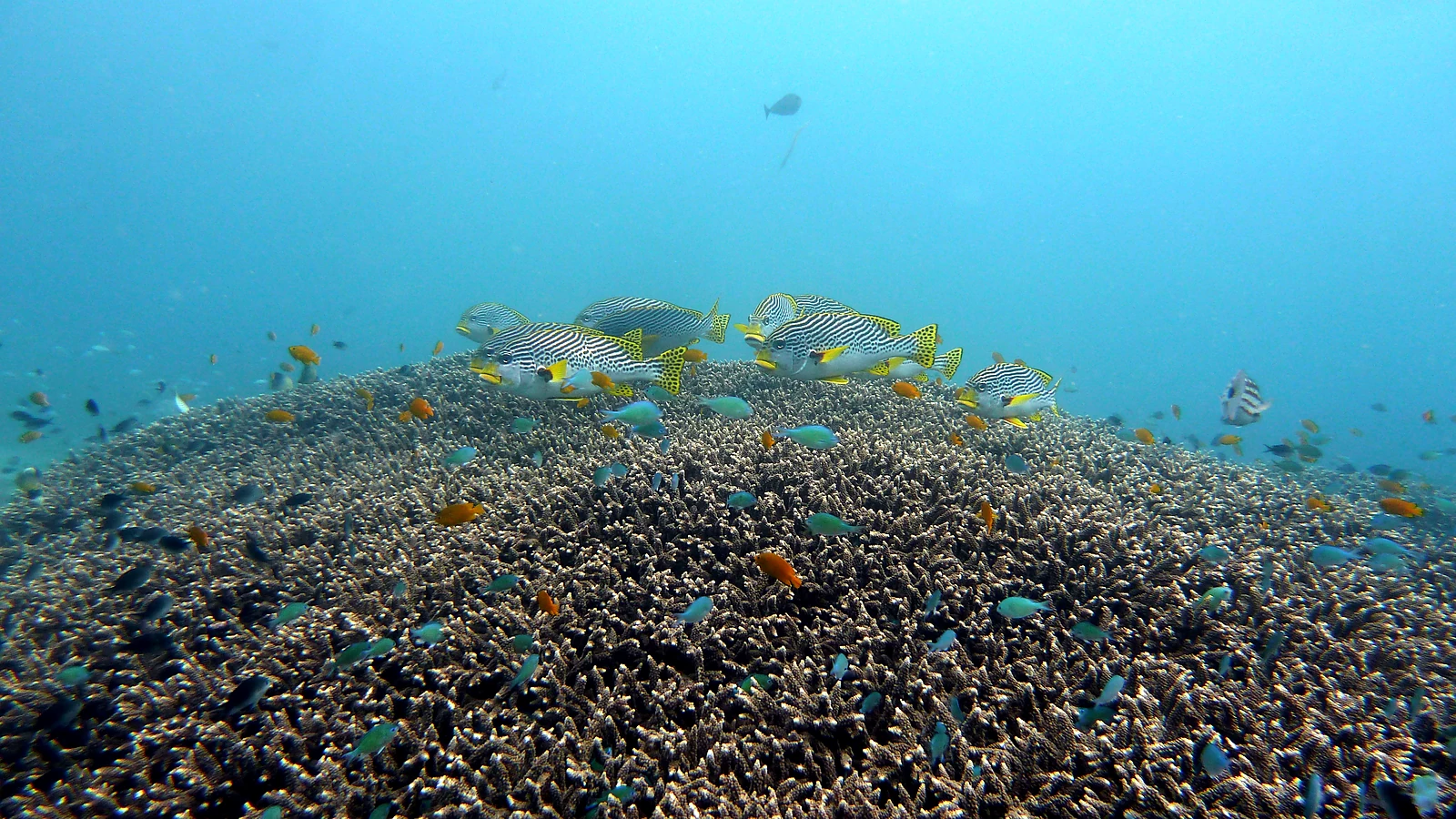 Three weeks in Bali with diving regions, nature and relaxation